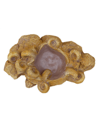 Picture of Habistat Repti-Rock Ammonites Fossil Bowl Medium