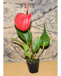 Click to Enlarge Picture of ProRep Live Plant Anthurium