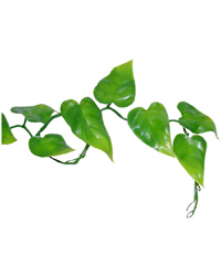 Picture of Lucky Reptile Pothos Vine 