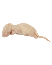 Click to Enlarge Picture of Frozen Mice Fluffs 4-6g - Pack of 500