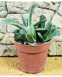 Click to Enlarge Picture of ProRep Live Plant Gasteria Little Warty
