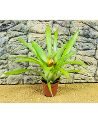 Picture of ProRep Live Plant Guzmania 