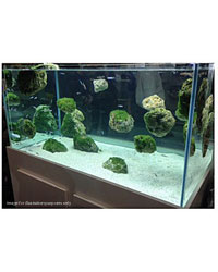 Picture of Avatar Swimming Rock Large 25-30cm