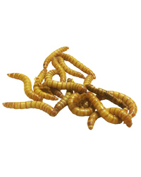 Click to Enlarge Picture of Mini Mealworms 15-18mm - Approx 40g Tub