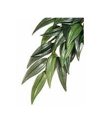 Click to Enlarge Picture of Exo Terra Silk Plant Ruscus Medium