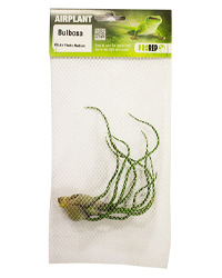 Click to Enlarge Picture of ProRep Airplant Medium Bulbosa