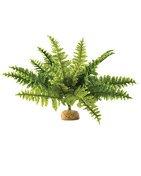 Click to Enlarge Picture of Exo Terra Boston Fern Medium