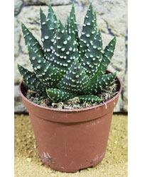 Picture of ProRep Live Plant Harworthia margaritafera