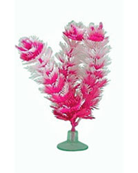 Picture of Marina Betta Foxtail Plant 