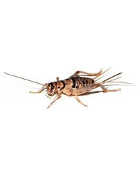 Click to Enlarge Picture of Banded Crickets 8mm Size 3 - Approx 200