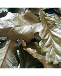 Click to Enlarge Picture of Decorative Leaf Litter Oak 1 Litre