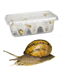 Picture of Snails Small - Approx 12 per Tub