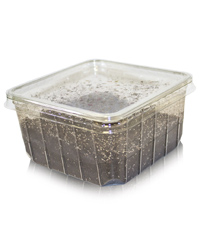 Click to Enlarge Picture of Springtails Pre-pack