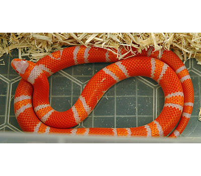 honduran anery tangerine milksnake albino het