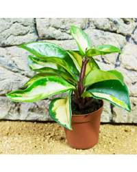 Picture of ProRep Live Plant Hoya tricolor