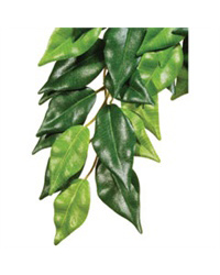 Click to Enlarge Picture of Exo Terra Silk Plant Ficus Large