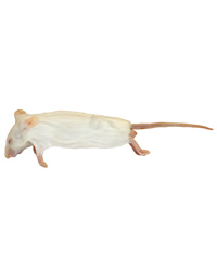 Click to Enlarge Picture of Frozen Mice Medium Size 15-22g - Pack of 25