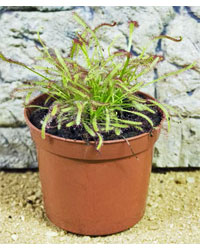 Picture of ProRep Live Plant Drosera capensis