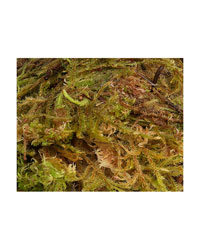 Picture of Blue Lizard Premium Sphagnum Moss 3 Litres