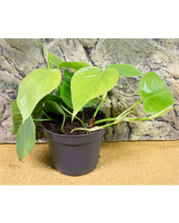 Picture of ProRep Live Plant Philodendron scandens