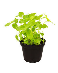 Click to Enlarge Picture of ProRep Live Food Plant Lemon Balm