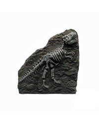 Picture of Marina Fossil Trex Brown 