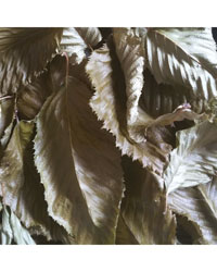 Click to Enlarge Picture of Decorative Leaf Litter Beech 1 litre