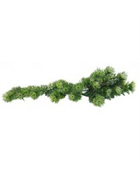 Click to Enlarge Picture of Lucky Reptile Turtle Plant Horn Fern