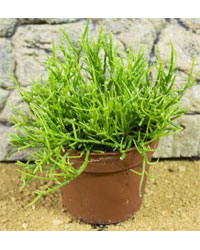 Picture of ProRep Live Plant Rhipsalis cassuta