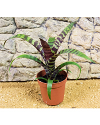 Click to Enlarge Picture of ProRep Live Plant Vriesea fire