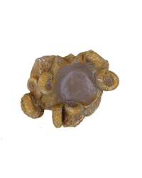 Picture of Habistat Repti-Rock Ammonites Fossil Bowl Small