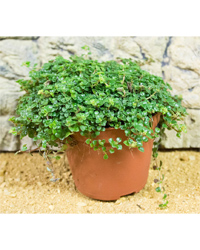 Picture of ProRep Live Plant Soleirolia soleirolii