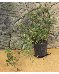 Picture of ProRep Live Plant Muehlenbeckia complexa