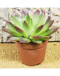 Picture of ProRep Live Plant Echeveria ebony