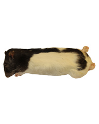 Click to Enlarge Picture of Frozen Rat Large 250-350g - Pack of 1
