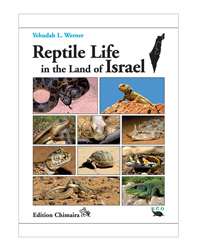 Picture of Chimaira Reptile Life in land of Israel 