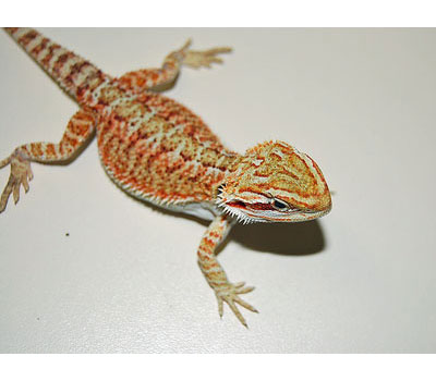 Kids Show Bearded Dragon Kids Show Bearded Dragon