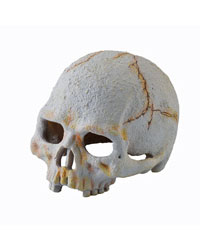 Picture of Exo Terra Primate Skull Small