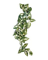 Click to Enlarge Picture of Komodo Borneo Hanging Vine 23cm