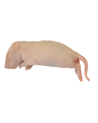 Click to Enlarge Picture of Frozen Rat Fluffs 10-25g - Pack of 5