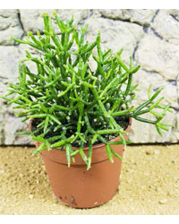 Picture of ProRep Live Plant Hatiora salicorniodes