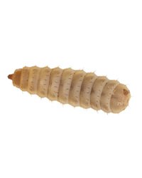 Picture of Calci Worms Small Size - Approx 1000