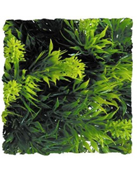 Picture of Zoo Med Malaysian Fern Medium 46cm