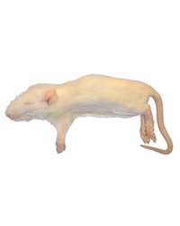 Click to Enlarge Picture of Frozen Rat Small Weaners 25-50g - Pack of 5