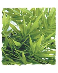 Picture of Zoo Med Madagascar Bamboo Medium 46cm