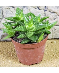 Picture of ProRep Live Plant Aloe squarrosa