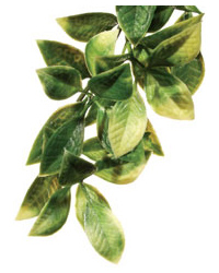 Click to Enlarge Picture of Exo Terra Plastic Plant Mandarin Medium
