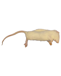 Click to Enlarge Picture of Frozen Rat Large Weaners 50-90g - Pack of 100