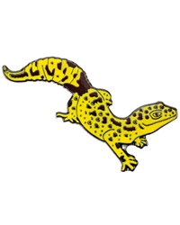 Click to Enlarge Picture of Blue Bug Pin Badge Leopard Gecko
