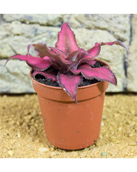 Picture of ProRep Live Plant Cryptanthus Sp